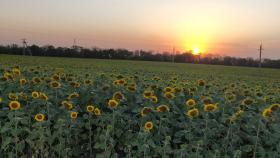 Урожая подсолнечника в 2021 году хватит для сохранения цен на масло